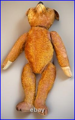 23 Antique German Bing Bear. Rare Rust Colored Mohair. Circa 1908-1915