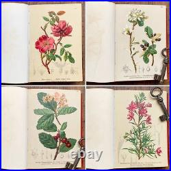 ALPENFLORA III Old Austrian Botanical Picture Book 1884 Antique Vintage F/S