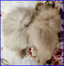 A. M 390 bisque head doll, German circa 1910/ With Doll / Antique Fur Dog/ Book A. M 390 bisque head doll, German circa 1910/ With Doll / Antique Fur Dog/ Book