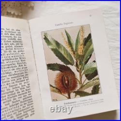 Antique German Botanical Plant Encyclopedia with 96 Color Plates, Vintage Book Antique German Botanical Plant Encyclopedia with 96 Color Plates, Vintage Book