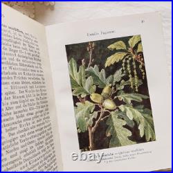 Antique German Botanical Plant Encyclopedia with 96 Color Plates, Vintage Book Antique German Botanical Plant Encyclopedia with 96 Color Plates, Vintage Book