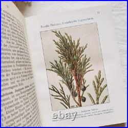 Antique German Botanical Plant Encyclopedia with 96 Color Plates, Vintage Book Antique German Botanical Plant Encyclopedia with 96 Color Plates, Vintage Book