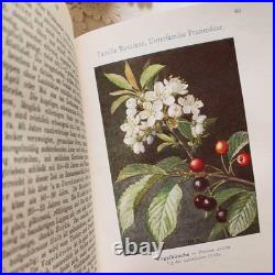 Antique German Botanical Plant Encyclopedia with 96 Color Plates, Vintage Book Antique German Botanical Plant Encyclopedia with 96 Color Plates, Vintage Book