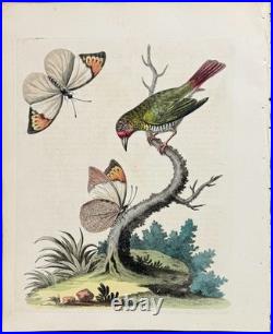 George Edwards Lithograph Green Gold Finch & Butterflies Copper Engraving Framed