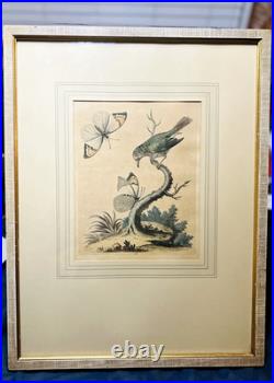 George Edwards Lithograph Green Gold Finch & Butterflies Copper Engraving Framed