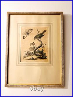 George Edwards Lithograph Green Gold Finch & Butterflies Copper Engraving Framed