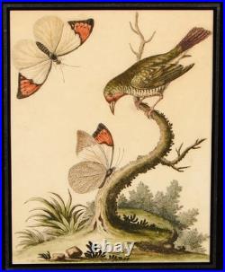 George Edwards Lithograph Green Gold Finch & Butterflies Copper Engraving Framed