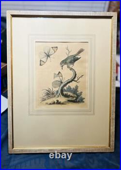 George Edwards Lithograph Green Gold Finch & Butterflies Copper Engraving Framed