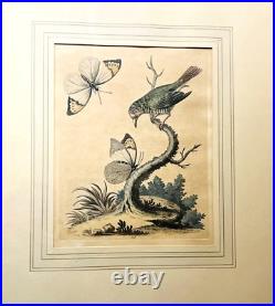 George Edwards Lithograph Green Gold Finch & Butterflies Copper Engraving Framed