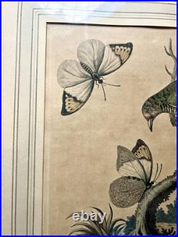 George Edwards Lithograph Green Gold Finch & Butterflies Copper Engraving Framed