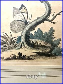 George Edwards Lithograph Green Gold Finch & Butterflies Copper Engraving Framed