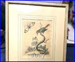 George Edwards Lithograph Green Gold Finch & Butterflies Copper Engraving Framed