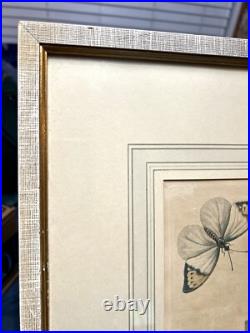 George Edwards Lithograph Green Gold Finch & Butterflies Copper Engraving Framed