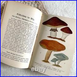 German 1910 Mushroom Botanical Illustration Book Vintage Antique Fraktur Condit