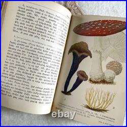 German 1910 Mushroom Botanical Illustration Book Vintage Antique Fraktur Condit