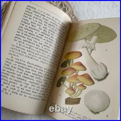 German 1910 Mushroom Botanical Illustration Book Vintage Antique Fraktur Condit