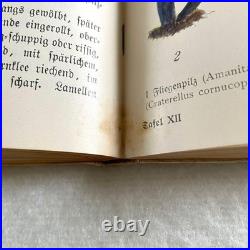 German 1910 Mushroom Botanical Illustration Book Vintage Antique Fraktur Condit