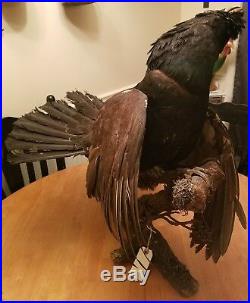 RARE Large Antique German AUERHAHN Bird Taxidermy Early Wall Mount vintage