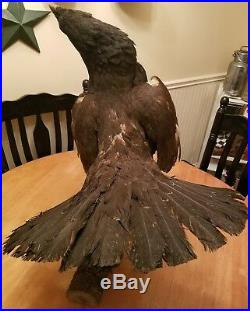 RARE Large Antique German AUERHAHN Bird Taxidermy Early Wall Mount vintage
