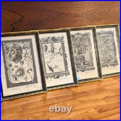 Set of Four Antique German Anatomical Copper Engraving Plate Prints Framed