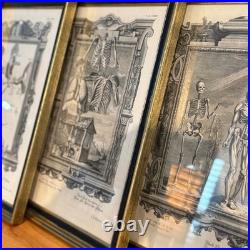 Set of Four Antique German Anatomical Copper Engraving Plate Prints Framed
