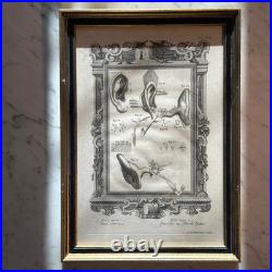 Set of Four Antique German Anatomical Copper Engraving Plate Prints Framed