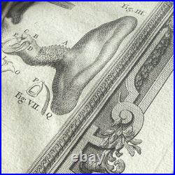 Set of Four Antique German Anatomical Copper Engraving Plate Prints Framed