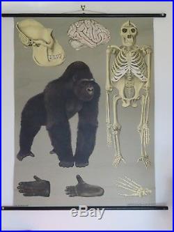 Vintage Jung Koch Quentell Roll Down German School Wall Chart Of Gorilla Ape