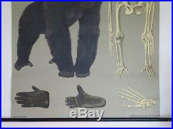 Vintage Jung Koch Quentell Roll Down German School Wall Chart Of Gorilla Ape