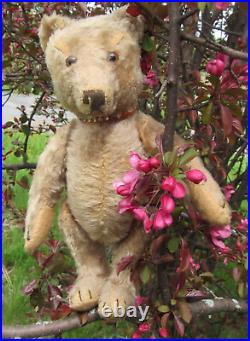 Vintage Steiff Antique Mohair Bear German Doll 1940s 1950s Collar Pooh Cute 13