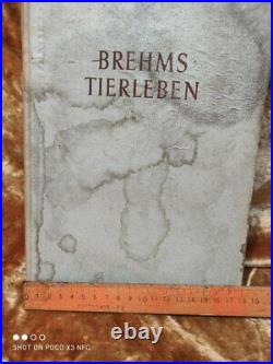 Vintage, old rare, antique, German book Brehms Tierleben 1952 Dr. Walter Rammner